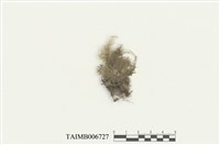 藏品(樹平苔)的圖片